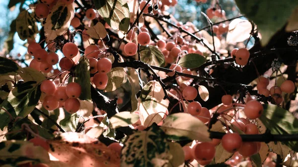 Dojrzałe Małe Rajskie Jabłka Gałęziach Drzew Jesiennymi Liśćmi Tle Błękitnego — Zdjęcie stockowe