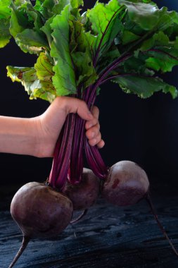Ripe and young beets lie on the surface on a dark background with tops. Green beet stalks for salads with vitamins and roots for dinner