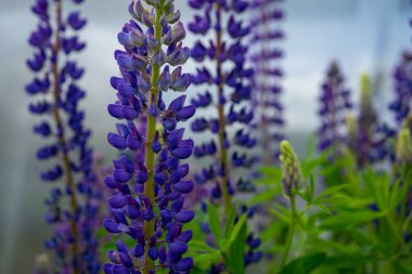 Çiçek açan lupin çiçekleri. Lupin tarlası. Güneş ışığı bitkilerin üzerinde parlar. Violet bahar ve yaz çiçekleri. Yumuşak, yumuşak renkler, bulanık arkaplan. Bahçe işleri ya da çayır otları kavramı.