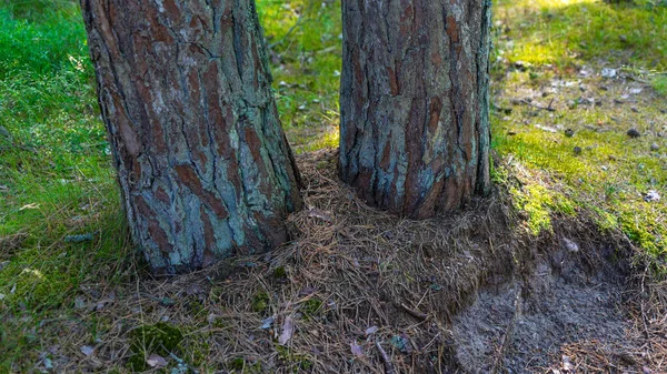 Pine Trunks Moss Curonian Spit Growing Sand Baltic Sea Kaliningrad — Stock Photo, Image