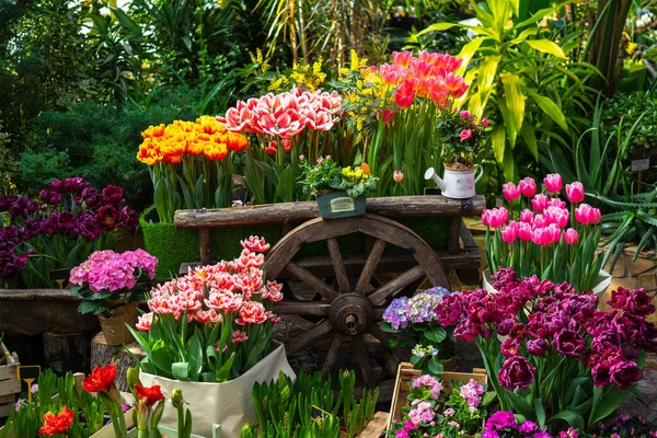 园林装饰木车 在温室或花园里有五彩斑斓的花 勃艮第红色和白色郁金香 花卉栽培或园艺概念 — 图库照片