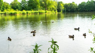 Ördekler ve diğer su kuşları Güney Park, Kaliningrad, Rusya 'da bir gölette yüzerler. Şehir kuşları.