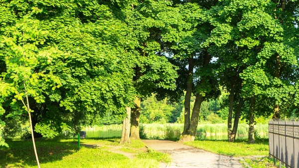 South Park 'taki akçaağaç ağaçlarının arkasındaki gölet yazın güneşli bir günde, Kalininingrad, Rusya.