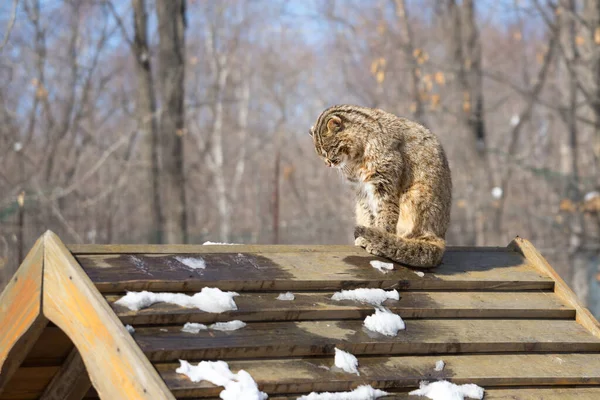 Traurige Wilde Fernöstliche Waldkatze Oder Amur Leopardenkatze Mit Gesenktem Kopf — Stockfoto