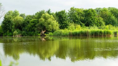 South Park 'taki gölet, Kaliningrad, Rusya. Göl ya da nehir boyunca ağaçlar ve çalılar. Karşı kıyıdan görünüm.