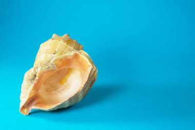 Boş deniz kabuğu rapana ya da mavi ya da gök mavisi arka planda büyük yırtıcı deniz salyangozu. Boşluğu kopyala.