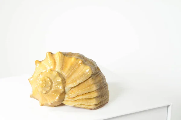 Empty Sea Shell Rapana Large Predatory Sea Snail White Table — Stock fotografie