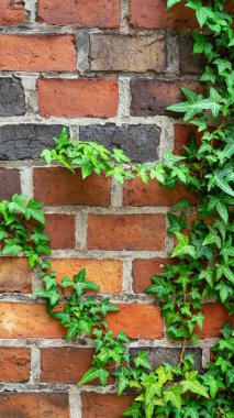 Yeşil sarmaşık dalları ya da arka planda kırmızı tuğlalı bir duvar boyunca sürünen Hedera. Dikey fotoğraf.