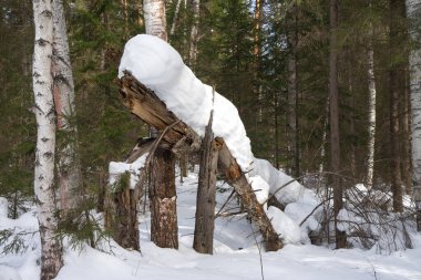 Ağaçlar bir kar tabakasının altında ormanda bir kar yağışında kırıldı. Kış ormanında huş ağaçları, çam ağaçları.