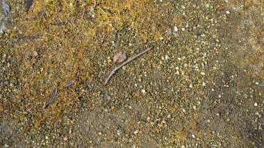 Sonbaharda yere küçük çakıl taşları, sopalar, düşen yapraklar ve sararmış iğneler..