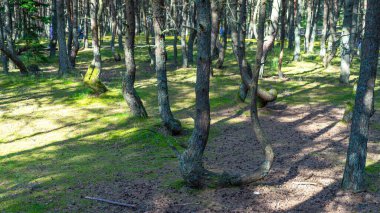Rusya 'nın Kalininingrad bölgesindeki Curonian Spit' teki güneş ışınlarıyla aydınlatılan yeşil yosun üzerinde muhteşem dans eden orman. Baltık Denizi yakınlarındaki ormanlarda ya da ormanlarda yosun kaplı çam ağaçları..
