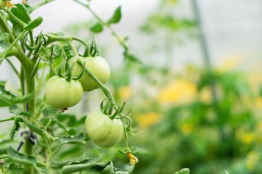 Olgunlaşmamış yeşil domatesler, seradaki bir çalılıkta çiçek açan domateslerin bulanık arka planına karşı büyür. Sebze yetiştirme kavramı. Metin için alanı kopyala.