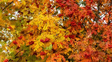 Sonbahar zamanı kırmızı ve sarı yapraklı Rowan 'ın ağaç dalları üzerinde olgun kızılcık sürüleri ya da dağ külleri. Mevsimlerin konsepti.