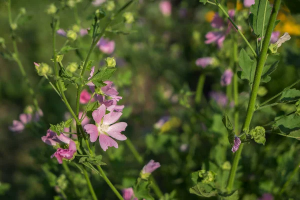 Ogrodzie Rośnie Różowa Lavatera Mauritanica Lub Malva Koncepcja Uprawy Kwiatów — Zdjęcie stockowe