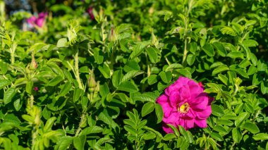 Pembe bir gül çiçeği. Sarı çekirdekli. Baharda ya da yazın güneşli bir günde parlak yeşil yapraklı bir arka planda..