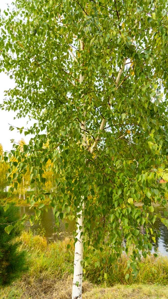 Young Birch Background Lake River Pond Yellowed Trees Grass Autumn — Stock Photo, Image