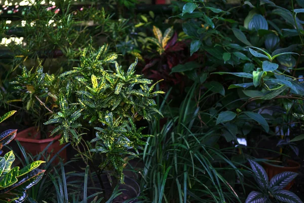 Codiaeum Nebo Croton Pokojová Rostlina Žlutozelenými Listy Koncept Pěstování Zelených — Stock fotografie