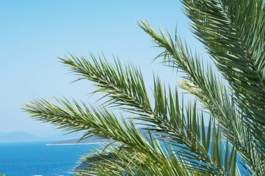 Phoenix Dactylifera, palmiye veya hurma ağacı olarak da bilinir, palmiye familyasından bir bitki türü. Taze yeşil palmiye yaprakları, adaların ve denizin gölgesinin arka planına yakın çekim yapar..
