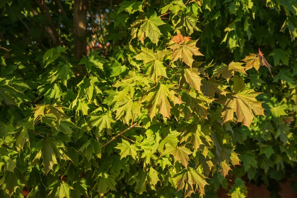 Fresh New Maple Leaves Maple Tree Spring Close — Stock Photo, Image