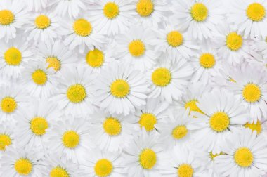 papatya çiçekleri doku