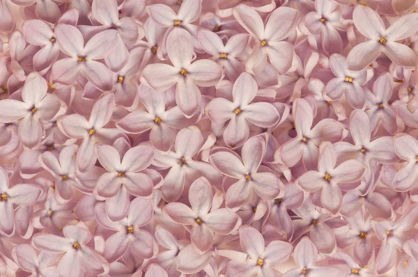 Lila Blütenblatt lila Textur — Stockfoto