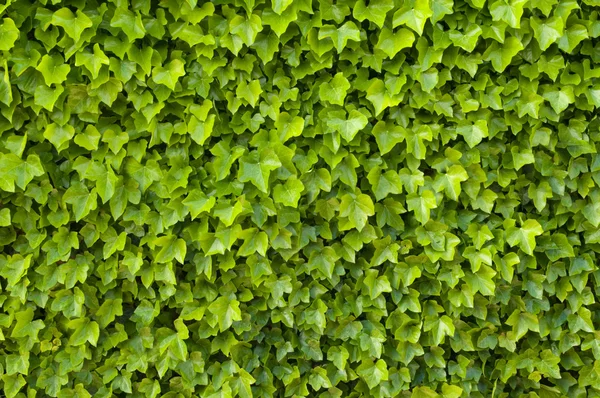 Ivy texture — Stock Photo, Image