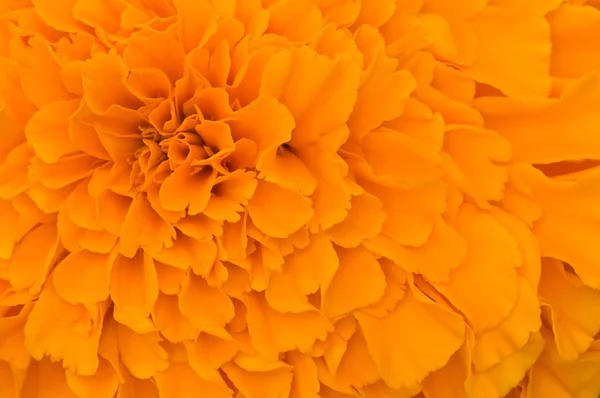 Orange petals texture — Stock Photo, Image