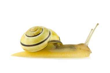 Cepaea nemoralis