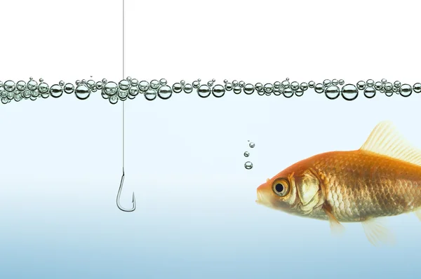 bir kanca izlerken goldfish