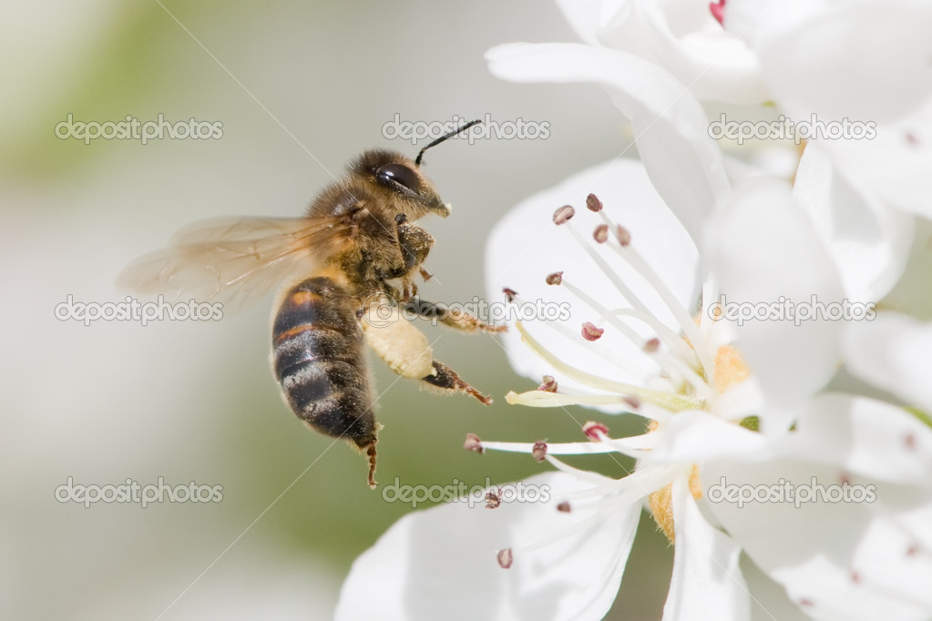 Flying  bee pollinating a flower