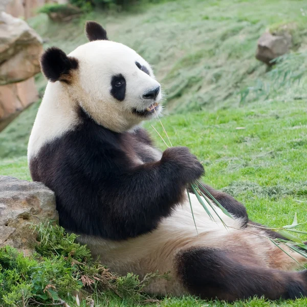 Grande panda — Foto Stock