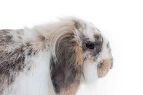Lindo Manchado Lop Conejo Cabeza Sobre Fondo Blanco —  Fotos de Stock