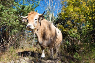 Aubrac, evcil bir sığır türüdür. Güney Fransa 'nın orta kesimindeki Massif Central' daki Platosu de l 'Aubrac' tan gelmektedir.