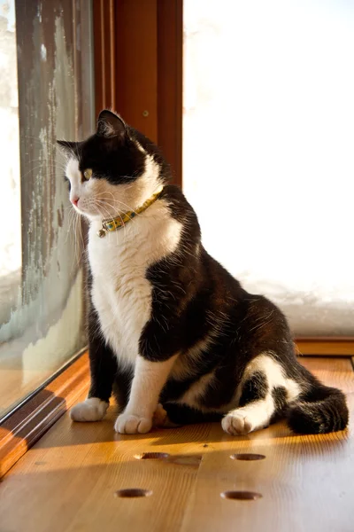 Fat cat — Stock Photo, Image
