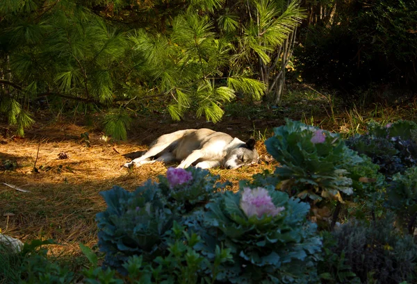 Cão dormindo — Fotografia de Stock