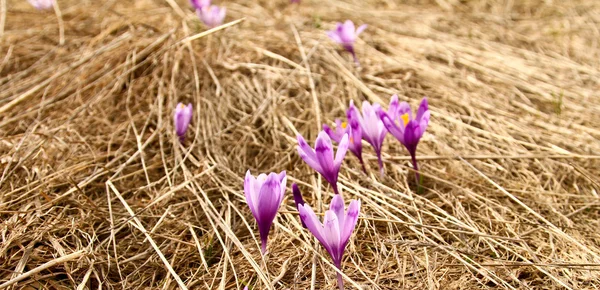 봄 — 스톡 사진
