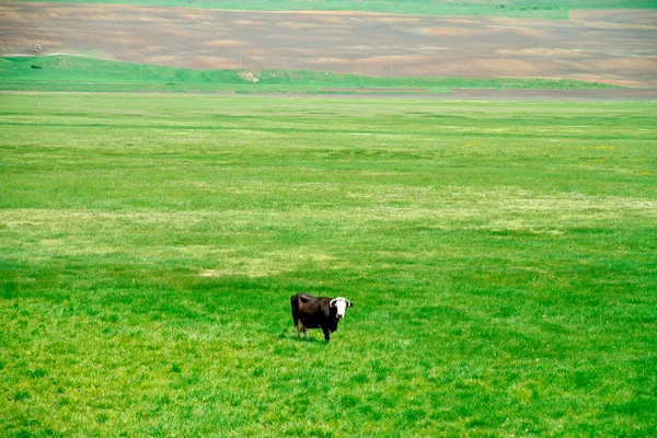 Tarladaki inek — Stok fotoğraf