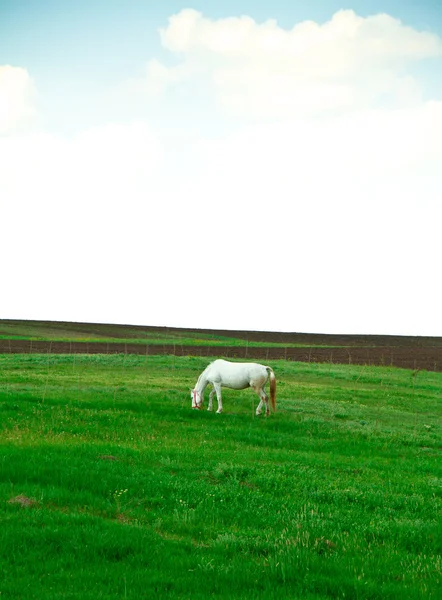 Cavallo bianco — Foto Stock