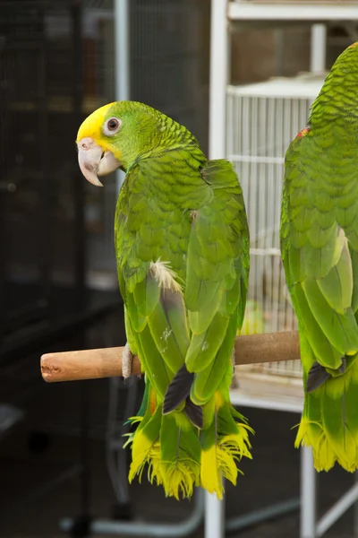 Parrots — Stock Photo, Image