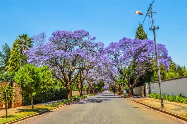 Lila Kék Jacaranda Mimosifolia Virágzik Johannesburg Utcában Tavasszal Októberben Dél — Stock Fotó