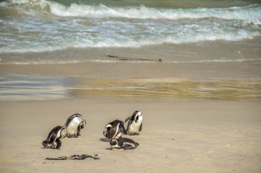 Simon 'ın Cape Town' undaki Boulder plajındaki Afrika penguen kolonisi.