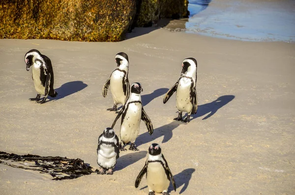 Colonia Pinguini Africani Sulla Spiaggia Del Masso Nella Città Simon — Foto Stock