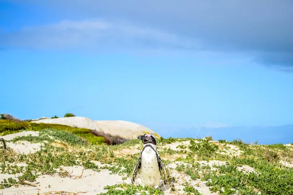 Manchot Cap Africain Isolé Sur Sable Blanc Plage Rocher Cape — Photo