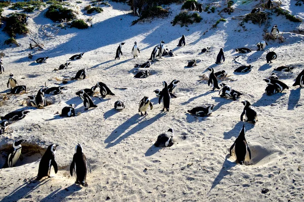 Afrikansk Cape Pingvin Koloni Vid Stenstrand Simons Stad Cape Stad — Stockfoto