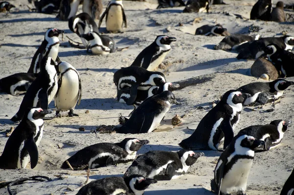 サイモンの町のケープタウンの岩のビーチでアフリカのケープペンギンコロニー ストック写真