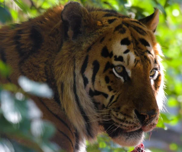 Alimentação Tigre Real Bengala África Sul — Fotografia de Stock