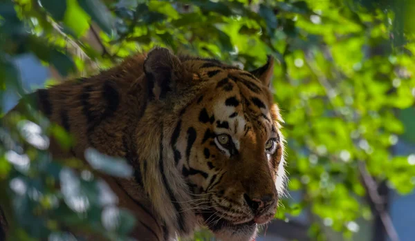 Royal Bengal Tiger Feeding South Africa — Stock Photo, Image