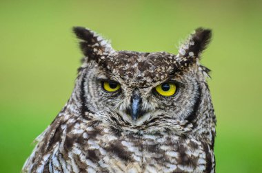 Cape Eagle-owl veya bubo capensis fotokopi alanı ile portresi