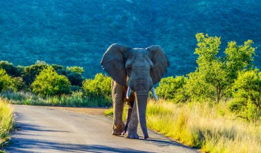 Yalnız saldırgan bir Afrika fili (Loxodonta Africana) Afrika 'da safari sırasında bir oyun parkında yolu kapatır.