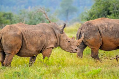 Afrika beyaz gergedanı, gergedan ya da Ceratotherium simum portresi Güney Afrika 'nın doğal koruma alanında kare dudaklı gergedan olarak da bilinir.